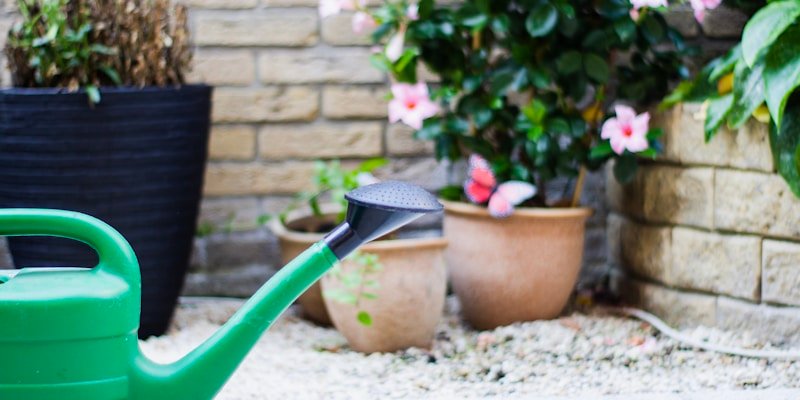 Gardening Tips for Beginners: Advice from My Garden Life