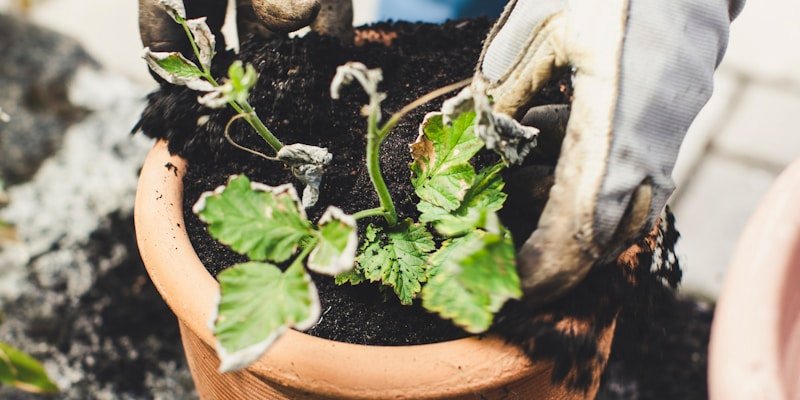 Basic Garden Ideas for Every UK Gardener